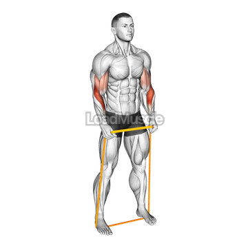 Resistance Band Hammer Curl