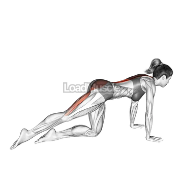 Kneeling Straight Leg Kickback