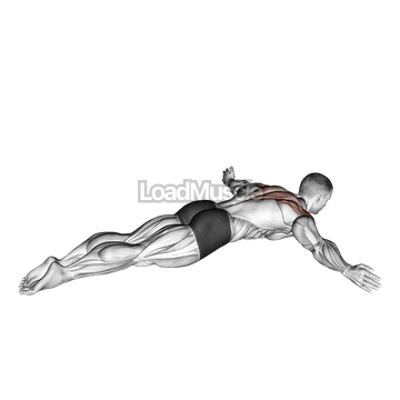 Lying Rear Lateral Raise