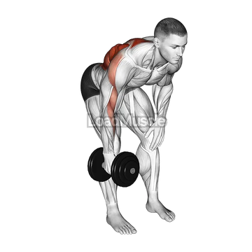Dumbbell Single Arm Bent Over Row