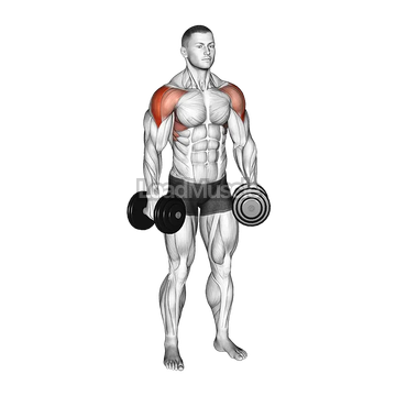Dumbbell Alternate Lateral Raise