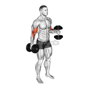 Dumbbell Bent Arm Iso Hold