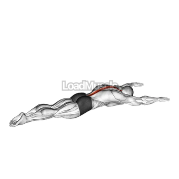 Long Lever Lying Back Extension