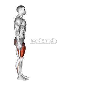 Bodyweight Forward Lunge (Smaller Stance Upright Torso)