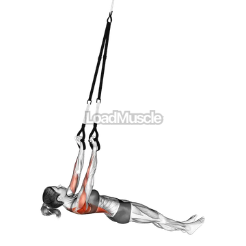 Suspension Underhand Grip Inverted Row