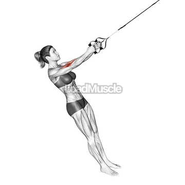 Suspension Hammer Curl