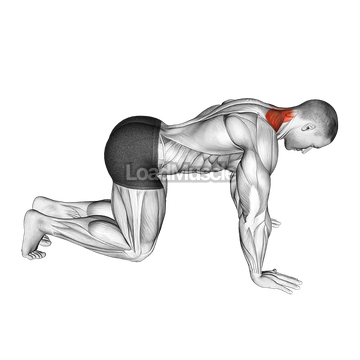 Kneeling Neck Stretch