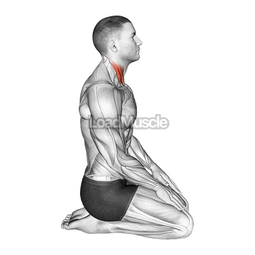 Seated Chin Tuck