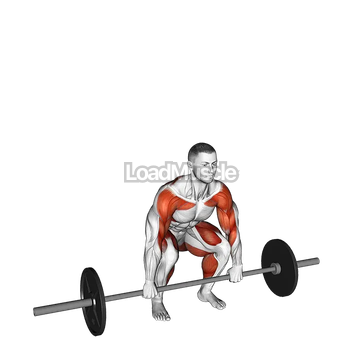 Barbell Muscle Clean