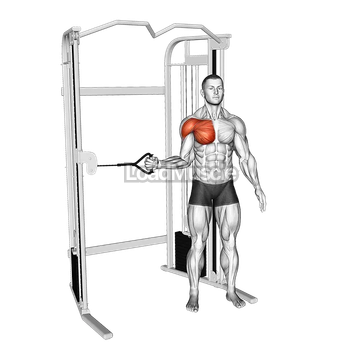 Cable Shoulder Internal Rotation