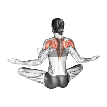 Seated Pulse Back Squeeze