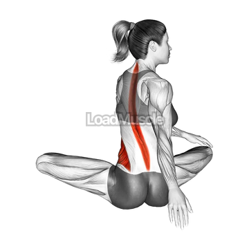 Seated Rotation Stretch