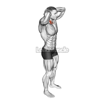 Posterior Neck Isometric