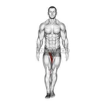 Standing Hip Adduction