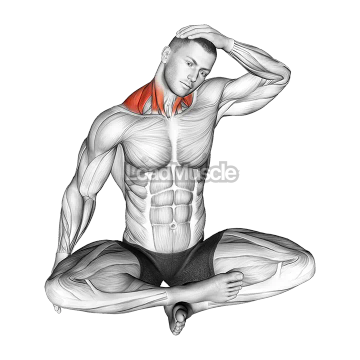 Seated Neck Side Stretch