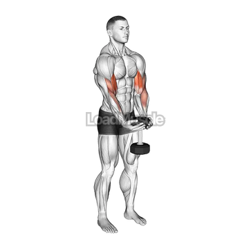 Dumbbell Waiter Biceps Curl