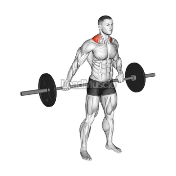 Barbell Back Wide Shrug