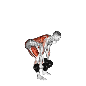 Dumbbell Deadlift Bent-over Row