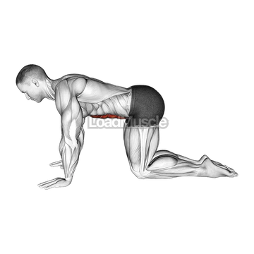 Kneeling Abdominal Draw-In