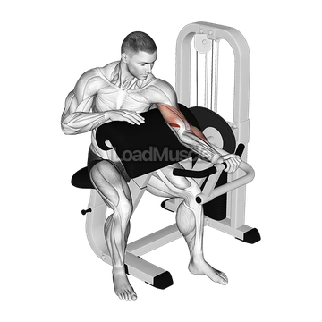 Lever Preacher Curl (Turned Torso)