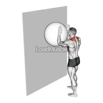 Exercise Ball Serratus Wall Slide
