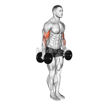 Dumbbell Standing Drag Curl