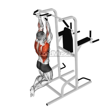 Supinated Narrow Grip Pull-up