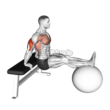 Bench Dip on Stability Ball