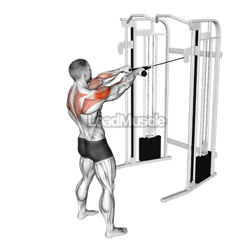 Cable Standing Face Pull (with rope)
