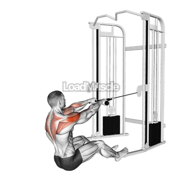 Cable Seated Face Pull (with rope)