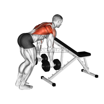 Dumbbell Bent Over Row with Chest Support
