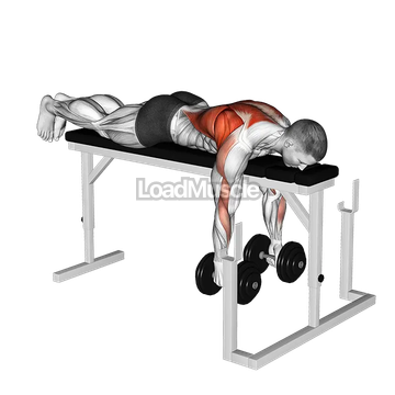 Dumbbell Lying Row on Rack