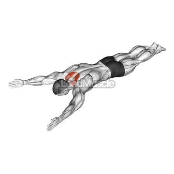 Bodyweight Lying Prone Ys