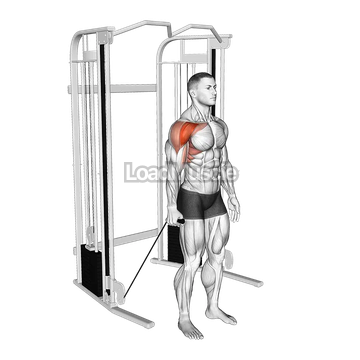 Cable Single Arm Neutral Grip Front Raise