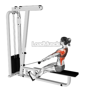 Cable Low Seated Row