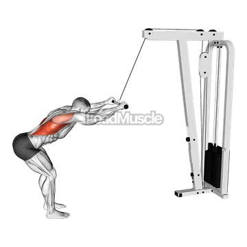 Cable Straight Arm Pulldown