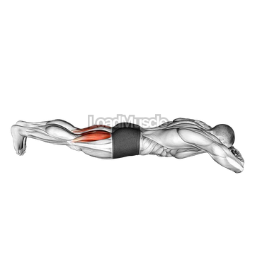 Bodyweight Lying Legs Curl
