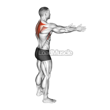 Bodyweight Standing Scapula Row