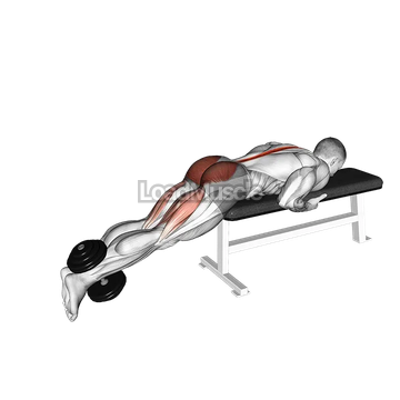 Dumbbell Reverse Hyperextension on Bench