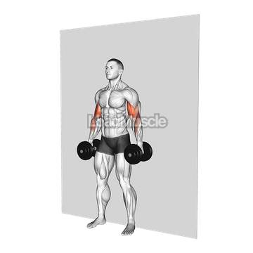 Dumbbell Alternate Hammer Srtict Curl