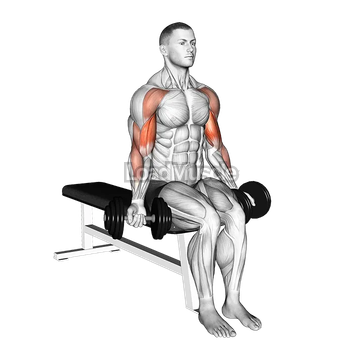 Dumbbell Seated Drag Curl