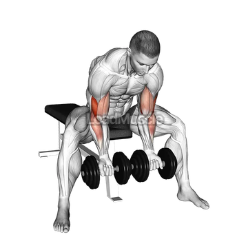 Dumbbell Seated Double Concentration Curl