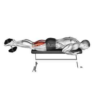 Dumbbell Lying Leg Curl