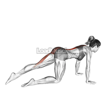 Kneeling Straight Leg Kickback (left)