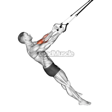 Suspender Biceps Curl