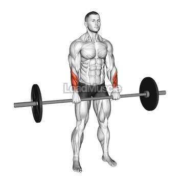 Barbell Standing Wrist Reverse Curl