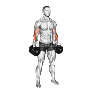Dumbbell Standing Alternate Reverse Curl
