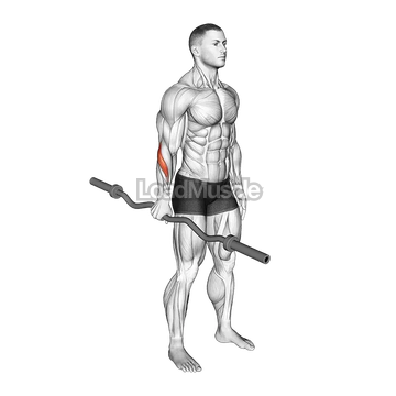 EZ Barbell Standing Single Arm Neutral Wrist Curl