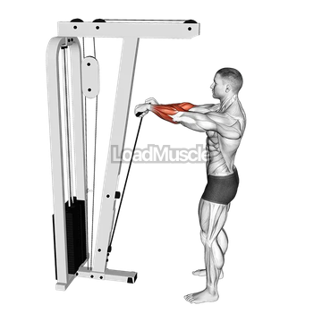 Cable Standing Wrist Roll