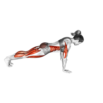 Chaturanga Dandasana (Four Limbed Staff Pose)